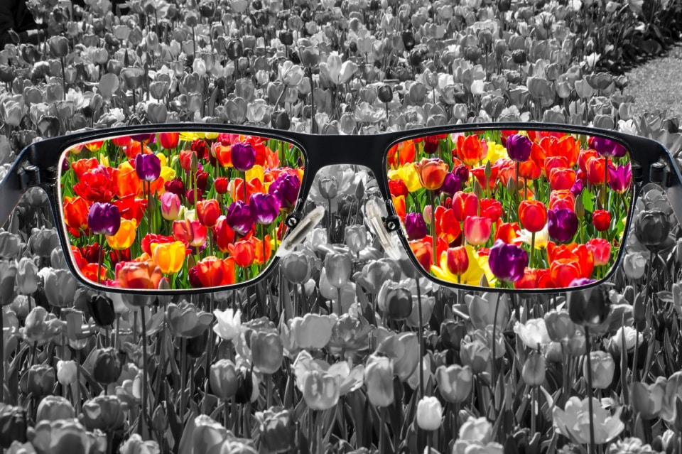 glasses viewing colored flowers from a black and white image